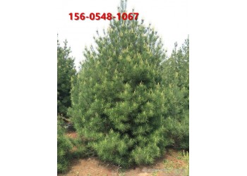 白皮松價格 帶土發貨易成活 現挖現賣1.5米白皮松