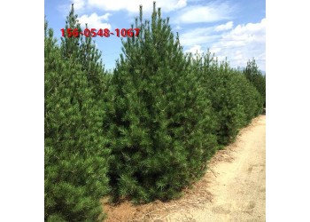 1米白皮松價格1.2米、1.5米、1.8米白皮松